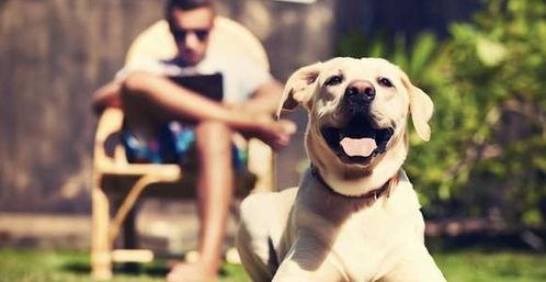 娱乐吃瓜酱狗,揭秘娱乐圈背后的趣味故事