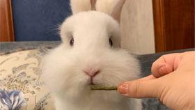 娱乐吃瓜小兔子视频下载,揭秘娱乐圈幕后故事