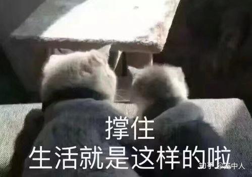 吃瓜娱乐文案搞笑图片,搞笑图片带你领略吃瓜娱乐的魅力